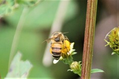 Apis mellifera scutellata