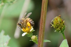 Apis mellifera scutellata
