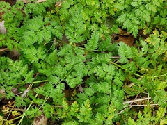 Anthriscus cerefolium