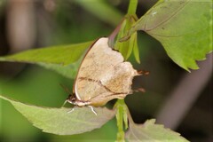 Polyura zoolina
