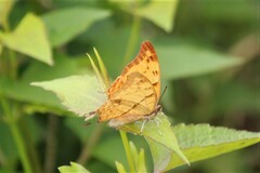 Polyura zoolina