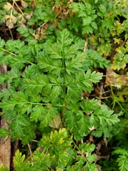 Anthriscus cerefolium