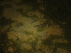 Characiformes