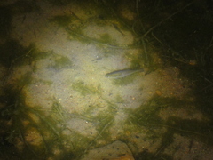 Characiformes
