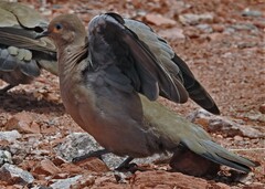 Metriopelia melanoptera