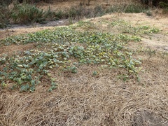 Cucurbita foetidissima