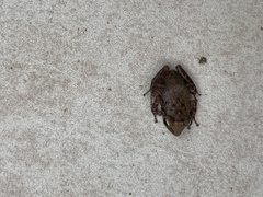 Eleutherodactylus coqui