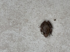 Eleutherodactylus coqui