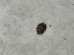 Eleutherodactylus coqui