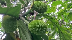 Artocarpus