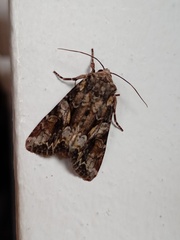 Lacanobia contigua