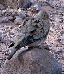 Metriopelia melanoptera