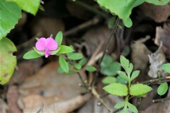 Polygala serpentaria