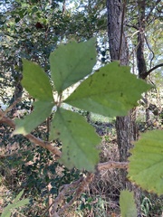 Parthenocissus quinquefolia