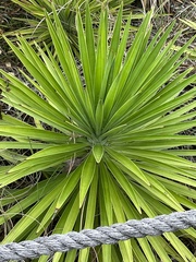 Yucca