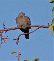 Metriopelia melanoptera