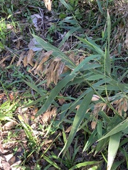 Chasmanthium latifolium