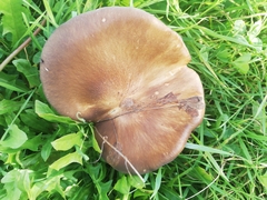 Melanoleuca grammopodia