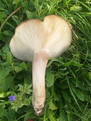 Melanoleuca grammopodia