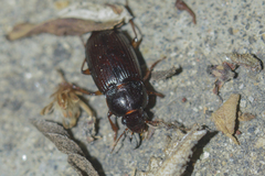 Amara brevicollis