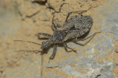 Coranus fuscipennis