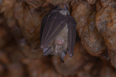 Rhinolophus pusillus