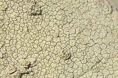 Pertusaria pluripuncta