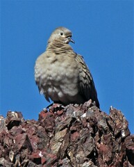 Metriopelia melanoptera