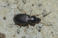 Synuchus