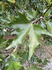 Platanus × hispanica