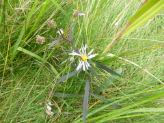 Symphyotrichum novi-belgii novi-belgii