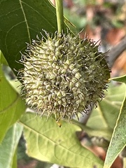 Platanus × hispanica