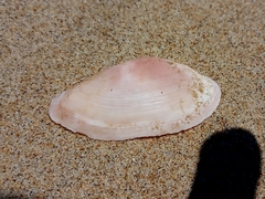 Psammotella cruenta