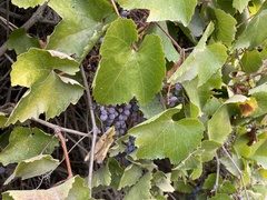 Vitis californica