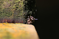 Alcimocoris japonensis