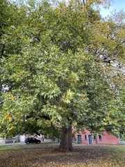 Platanus × hispanica