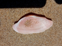 Psammotella cruenta