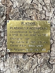Platanus × hispanica