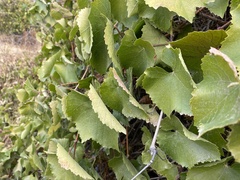 Vitis californica