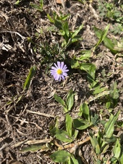 Symphyotrichum divaricatum