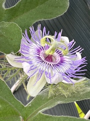 Passiflora pentaschista