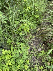 Amphicarpaea edgeworthii