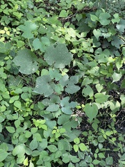 Amphicarpaea edgeworthii