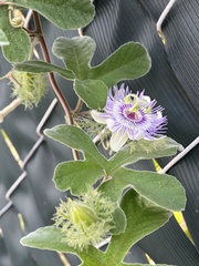Passiflora pentaschista