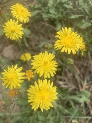 Crepis