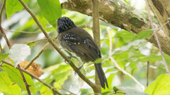 Thamnophilus bridgesi