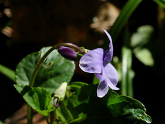 Viola canina