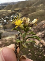 Ericameria obovata