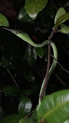 Ahaetulla prasina