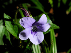 Viola canina
